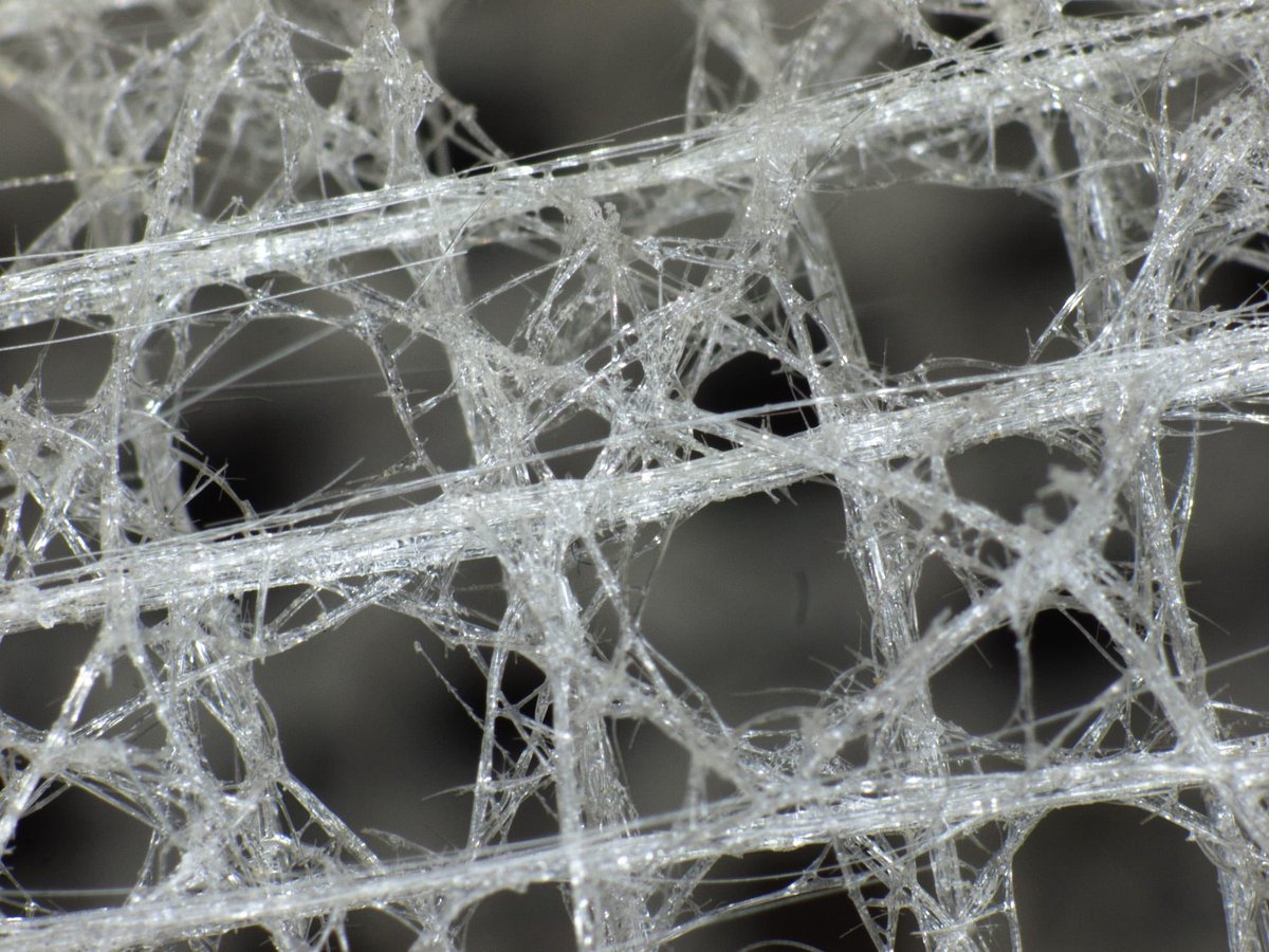 BrianRoemmele's tweet photo. The Living Glass That Should Not Exist!

LIVING GLASS.

It is almost impossible to believe this mostly glass thing is alive.
In the black of the deep ocean,where no sunlight reaches, stands a creature that looks like a sculpture stolen from a crystal cathedral. Its body is a lattice of pure silica—glass spun by living cells from seawater itself. 

Translucent. Rigid yet flexible. Delicate as spun sugar, yet strong enough to endure for millennia in one of the most hostile environments on Earth. This is the glass sponge. And it is very much alive.

Look closely at the Venus’ flower basket, Euplectella aspergillum, the most famous of these animals. Its tubular body rises like a delicate vase or basket from the seafloor, woven from six-pointed glass spicules fused into an intricate geometric mesh. Water flows freely through the open lattice. A thin living tissue clings to this crystalline framework like a living veil. The whole structure is mostly glass. 

Yet it feeds. It grows. It responds. It lives.

These animals belong to the class Hexactinellida. Their skeletons are not calcium carbonate like corals or bone. They are silica—the same material as ordinary glass—extracted from the ocean and assembled with astonishing precision. The spicules form hierarchical structures from the nanoscale up: concentric layers of silica separated by thin organic films, square lattices reinforced by diagonals and helical ridges. Engineers study them in awe. The design reduces drag from deep currents, creates internal vortices that help the sponge feed and reproduce, and gives the brittle material remarkable toughness and flexibility.

Most glass sponges live deeper than 500 meters. Some have been found beyond 7,000 meters in the hadal zone. In the cold, high-pressure dark they grow slowly—sometimes for thousands of years. 

One specimen of a related species has been modeled at ages approaching 15,000 to 23,000 years, placing glass sponges among the longest-lived animals known. 

Their tissues are largely syncytial: vast multinucleate sheets rather than discrete cells. They can even conduct electrical signals across their bodies without true nerves, allowing them to shut down feeding when sediment threatens to clog their delicate filters.

Many Venus’ flower baskets house a lifelong pair of shrimp.

The tiny crustaceans enter as juveniles, grow too large to leave, and spend their entire lives cleaning the glass lattice while the sponge provides shelter and food. 

In some cultures the dried skeleton, with its trapped couple, is given as a wedding gift—a symbol of eternal partnership sealed inside living glass.

Other glass sponges take different forms: frilly white clouds, stalked goblets, branching structures that create entire gardens on the abyssal plain. 

Their silica spicules can transmit light better than some man-made optical fibers. The same architecture that lets them stand against deep currents is now inspiring stronger, lighter materials and better building designs.

It is almost impossible to believe. A living thing whose body is mostly glass. An animal that builds fiber-optic architecture. A creature that can outlive civilizations while anchored in eternal night. 

Yet here it is—translucent, silent, filtering the dark water through its crystalline body, proving once again that nature’s most elegant solutions are often the ones that look least possible.

The glass sponge outlast empires, some are over 10,000 years old. 

It is glass that breathes. 

And it has been doing so, unseen, for longer than we can easily imagine.