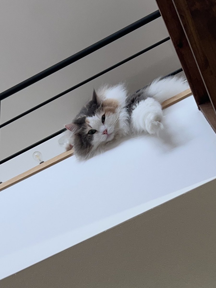 suoxic1's tweet photo. やる��ゼロの自宅警備員😼 https://t.co/yHw6eS9NqG