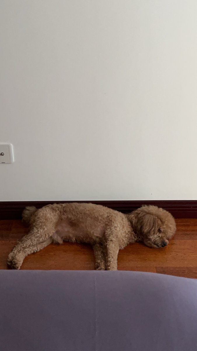 1857Ghostboy's tweet photo. My fluffy puppy just hit 6 months old—now he’s zooming through the living room, stealing socks, and actually sits when I say! Time flies so fast with my tiny troublemaker turning into a big silly boy https://t.co/IgBCQUQjHm