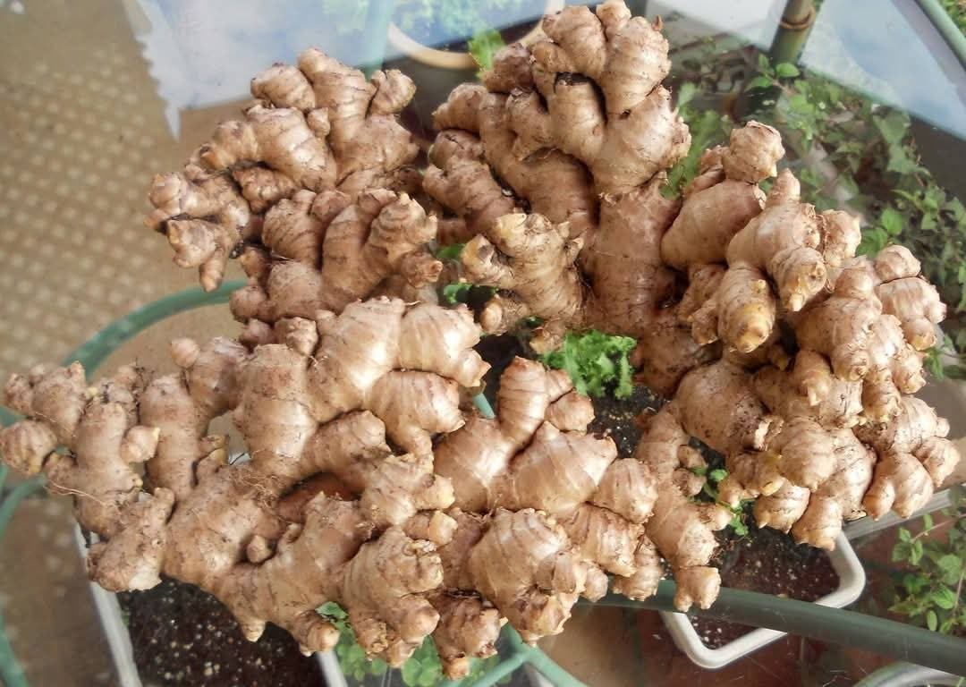 naturebring651's tweet photo. Ginger is a flowering plant; its root is widely used as a spice or traditional medicine. Zingiber Officinale is a potent herb, tea made from it is very beneficial for health.....read...https://t.co/Qw6VrXQ4Vd
#naturebring #ginger #growing #gingerroot #ZingiberOfficinale https://t.co/1e4NyttslP