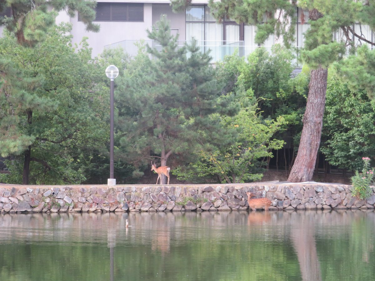 sanyododaianji's tweet photo. 【涼シカ🦌🎐18】

猿沢池に浸かってる鹿さん、
初めて見た🦌

#猿沢池 は、意外と浅い
#涼シカ https://t.co/s5GaYekbhS