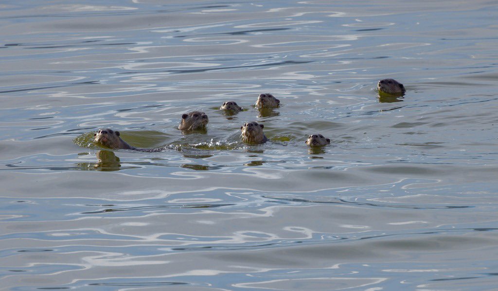 supriyasahuias's tweet photo. Hello there ! Otters peeping out of the waters at Panavadi in Tamil Nadu are here to make your Monday as fascinating as they are ! Many of us don’t immediately associate otters with Indian rivers, but India is home to three species, the Smooth-coated Otter, Asian Small-clawed Otter and Eurasian Otter. They inhabit rivers, streams, wetlands, mangroves and estuaries across the country. All three are listed in Schedule I of the Wild Life (Protection) Act, 1972, giving them the highest level of legal protection under the Act.

In Tamil Nadu, extensive research by A.V.C. College, Mayiladuthurai, has documented otters across an impressive range of landscapes along the Cauvery and Moyar rivers, the Bhavani system and the Vellar estuary, and in landscapes including Mudumalai, Sathyamangalam, Anamalai and Kalakkad-Mundanthurai.

And you know what ? Otters are regarded as sentinels of healthy rivers. Where otters thrive, it is a sign of a healthy, living aquatic ecosystem. What a wonderful species to discover a little more about at the beginning of a new week !
Photo Credits: @Shajan_Shaki @SuzhalArivom #otters #wildlifeconservation