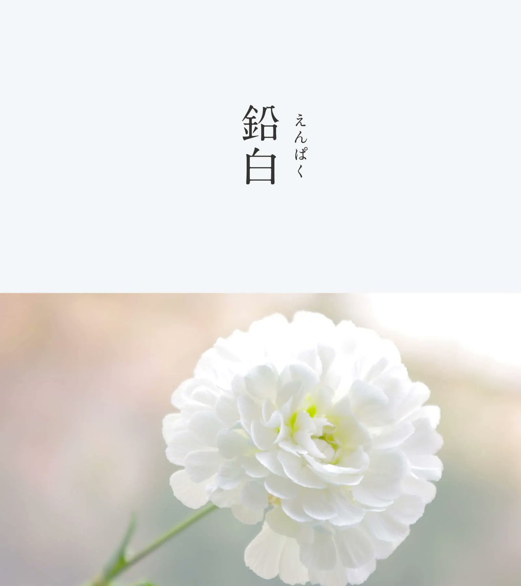 543life's tweet photo. 鉛白（えんぱく）｜#にっぽんのいろ

少し灰色を帯びた白が、真夏の空の入道雲のよう。
塩基性炭酸鉛という鉛の化合物を原料とし、白色の重要な顔料として古来、重宝されてきました。
古くは顔に塗る白粉（おしろい）にも用いられたそうです。

8月の��っぽんのいろは、暦生活のサイトからご覧いただけます🌖
https://t.co/4NZQ9UGfQf