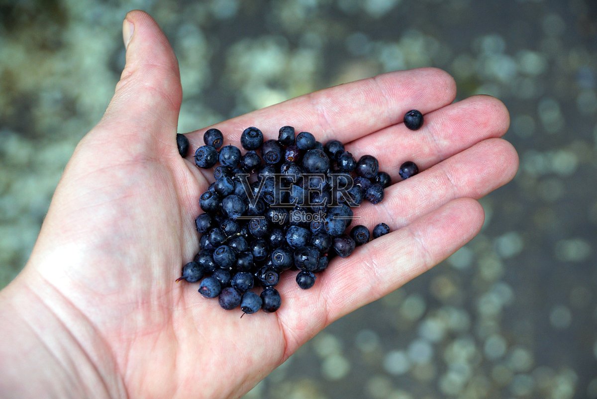 ChootManeerat's tweet photo. Just tried frozen wild blueberries straight from the bag—burst with natural sweetness, zero added sugar, and packed with antioxidants. Perfect for morning smoothies or quick snacks!， https://t.co/K5t7sVnJ66