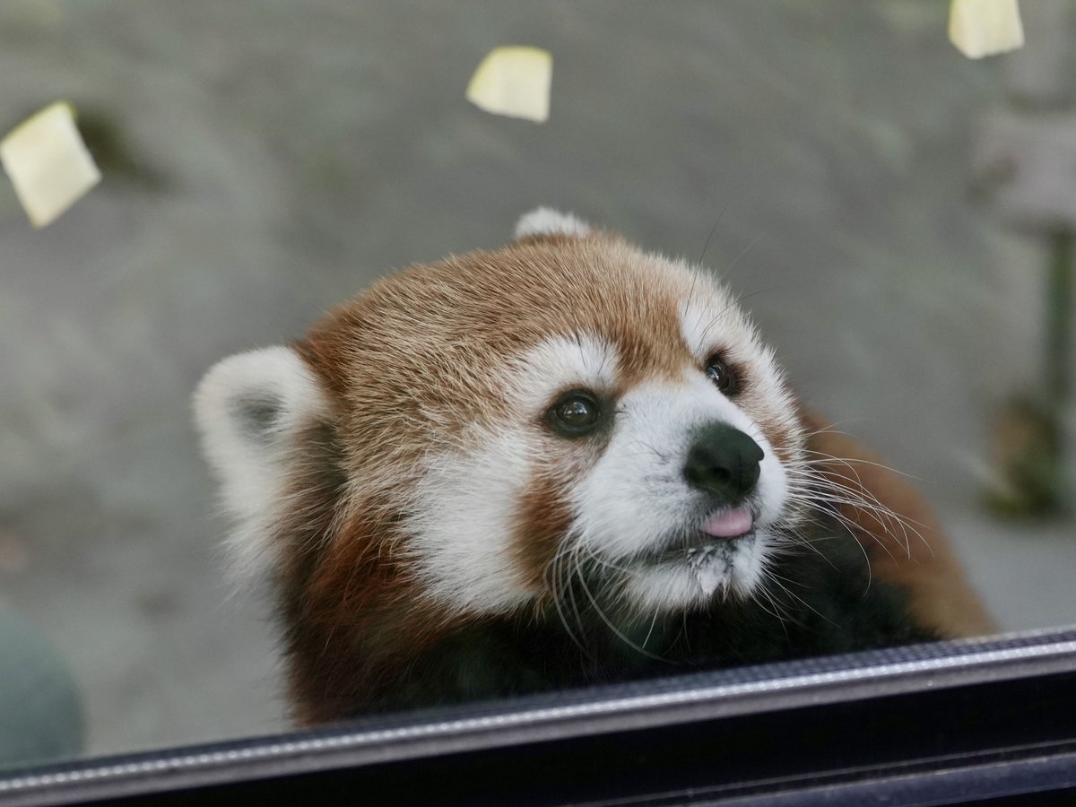 PGkXoqYKBwQ2ajk's tweet photo. おりんごビュッフェ,どれから💕
#ノゾム
#福岡市動物園
#レッサーパンダ #lesserpanda #redpanda https://t.co/T0KQM2Fbyt