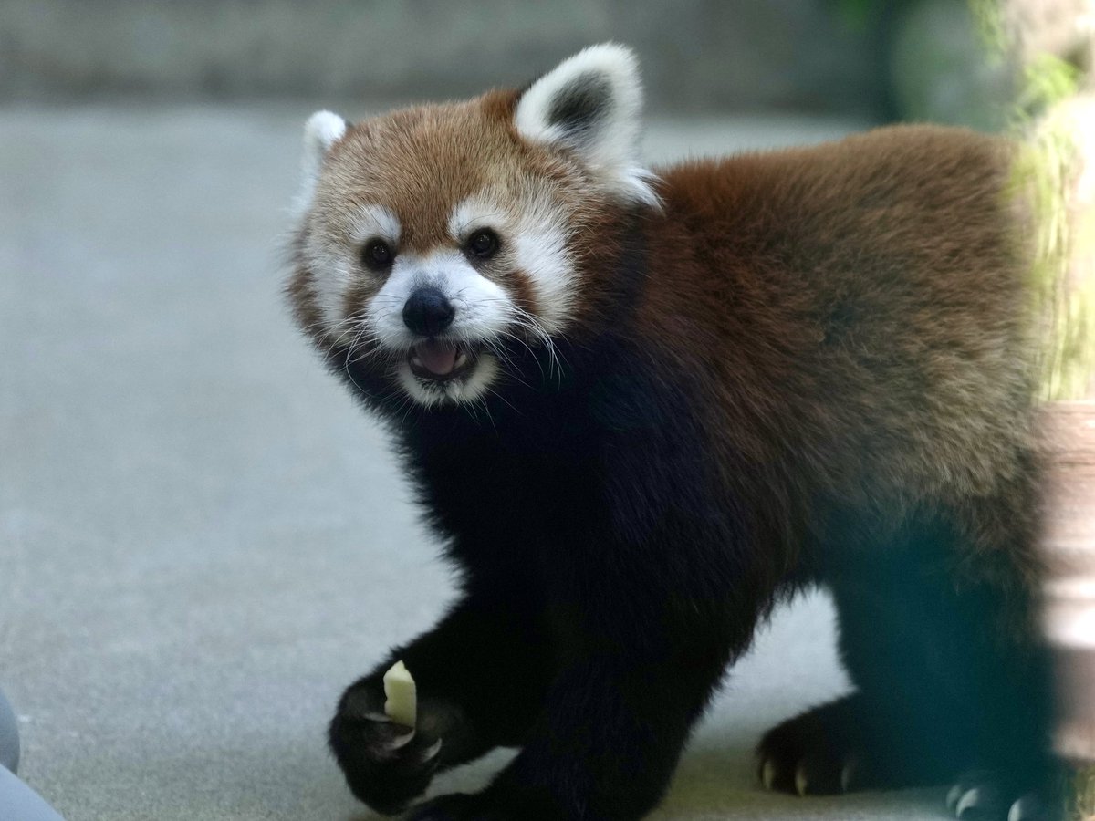 PGkXoqYKBwQ2ajk's tweet photo. おりんごビュッフェ,どれから💕
#ノゾム
#福岡市動物園
#レッサーパンダ #lesserpanda #redpanda https://t.co/T0KQM2Fbyt