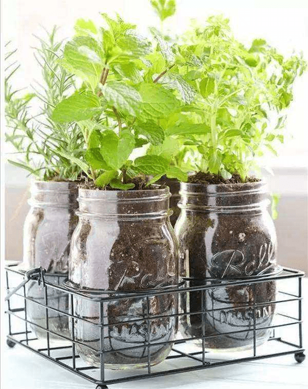 lucky410101010's tweet photo. Turned an old mason jar into a cute herb planter for my windowsill—reuse at its best! https://t.co/4mZW7uiKJ2