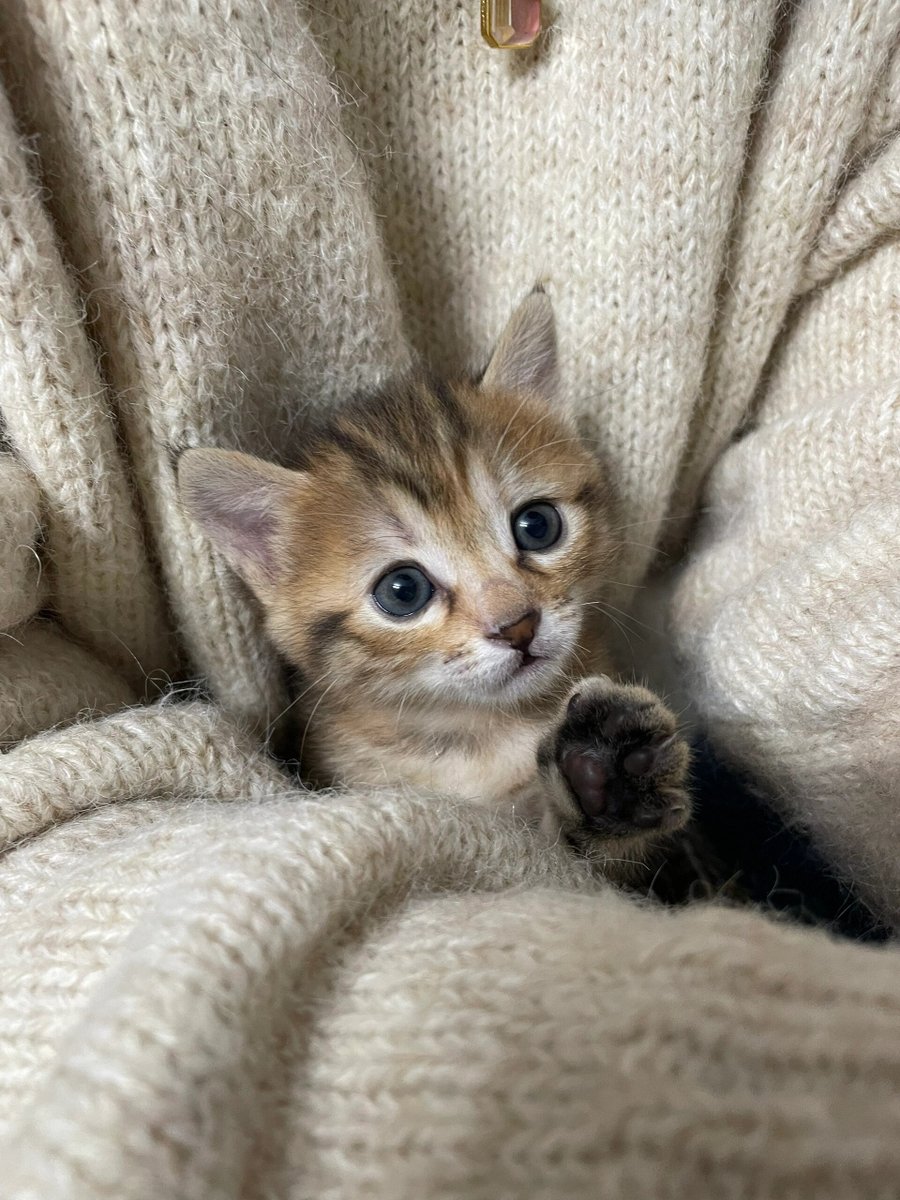 DressCodeDevon's tweet photo. Picked up our fluffy kitten 8 weeks ago, she’s now already chasing sunbeams like a tiny sunshine ball—every purr is the best milestone gift from our little fur baby! https://t.co/Ny0DPMbMfj