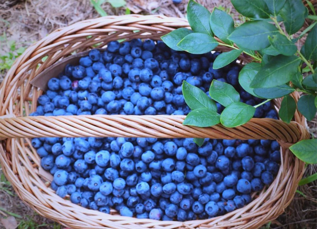 Bounga5's tweet photo. Just tried the new organic wild blueberries—burst with natural sweetness, plump and juicy, no weird aftertaste at all! Perfect for morning smoothies or snacking. Highly recommend! https://t.co/rV4815Gh8F