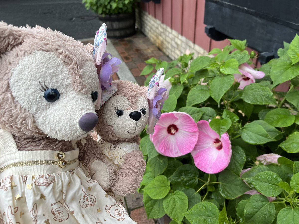 me_tan87's tweet photo. 昨日はもし🐰🐰に会えなかったらやること無いと思いドリテク課金した ダンスかっこよかったなぁ
おばさんちの前で写真撮ってたらキャストさんがダッフィーくん参加させてくれました😊 インした次の日はなかなか起きられないので今日お休みで良かった 明日震えないようメールチェックだけした（社畜） https://t.co/ypMABBiTNw