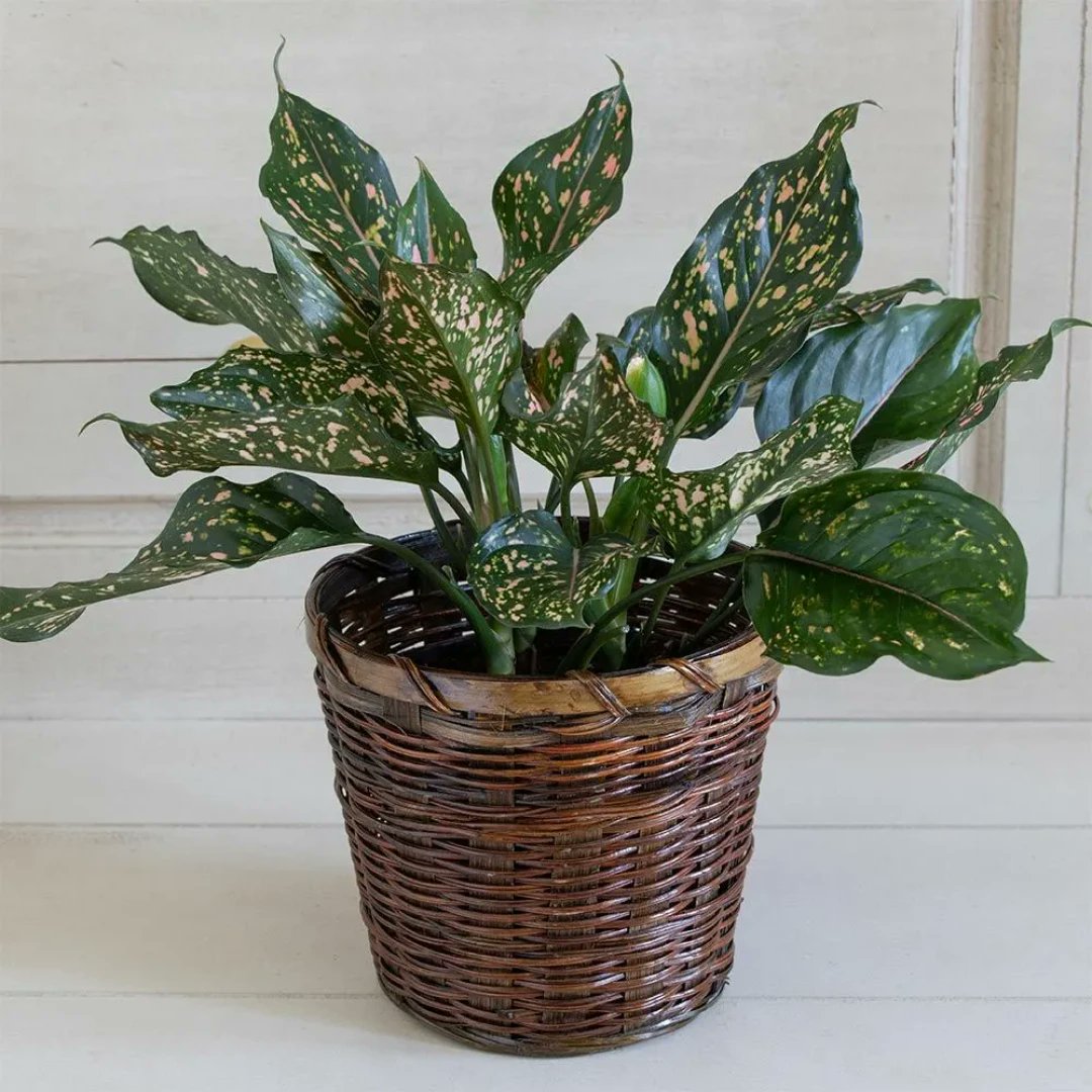 Nameskakies's tweet photo. Back to office after a week off—fun fact: my desk plant grew a new leaf! Small wins make work days bright. https://t.co/6LJToy2NYG