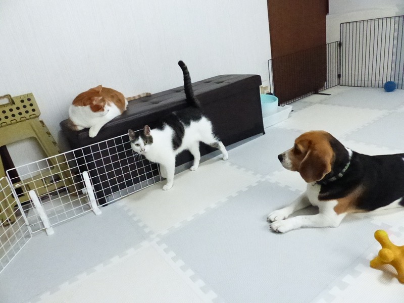 nakamura_ds's tweet photo. 今日の犬のようちえん？？？

https://t.co/mriFkzYBcm https://t.co/5FvnC4LBBv