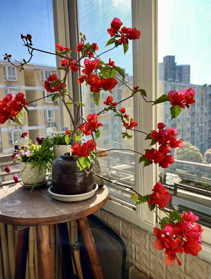 Onmii2's tweet photo. Just borrowed a cup of sugar from my kind neighbor today—such small acts make our neighborhood feel like family! （今天从我热心邻居那儿借到了一杯糖，这样的小举动让咱们的社区像家人一样温暖！）， https://t.co/EnJmrnUwZe