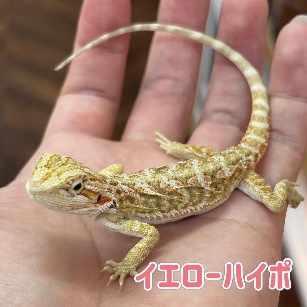 ネイチャーズ岐阜店 on X: 