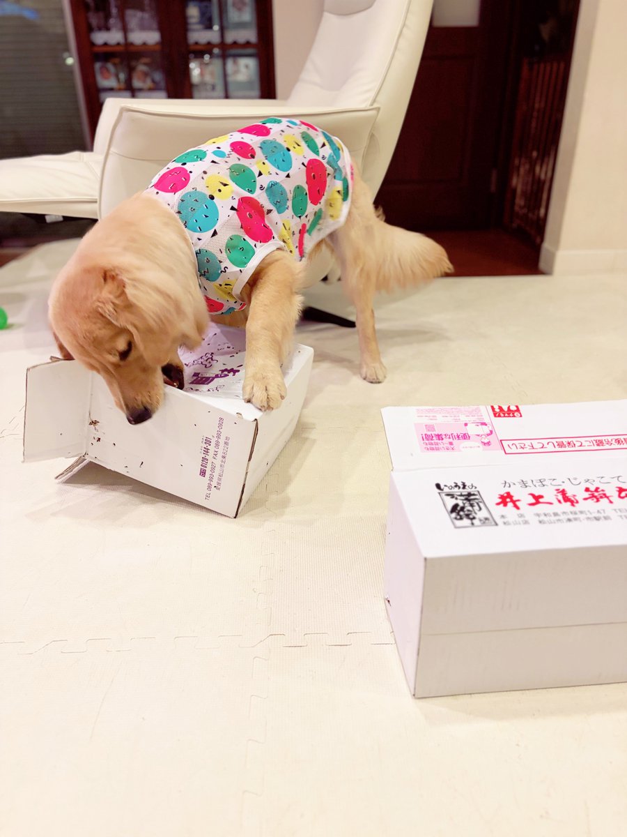 tpxxDOG's tweet photo. 妖怪段ボールつぶし https://t.co/f0d63ZBG7I
