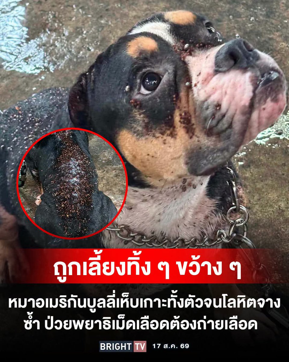 RungtiwaAo's tweet photo. เวทนาน้องหมา ถูกทิ้งไว้กับผู้สูงอายุ ที่ไม่สามารถเลี้ยงน้องได้ ทำให้น้องป่วย แต่ยังโชคดีที่มีพลเมืองดี และกู้ภัยสี่ขาสมุทรปราการ ให้การช่วยเหลือ 🥺🙏 ตอนนี้น้องรักษาอยู่ที่โรงพยาบาลสัตว์อะเดย์ แอนิมอล นนทบุรี ขอบคุณผู้ใจบุญที่ร่วมช่วยเหลือค่ารักษา และดูแลน้อง https://t.co/XziPiwFHLg