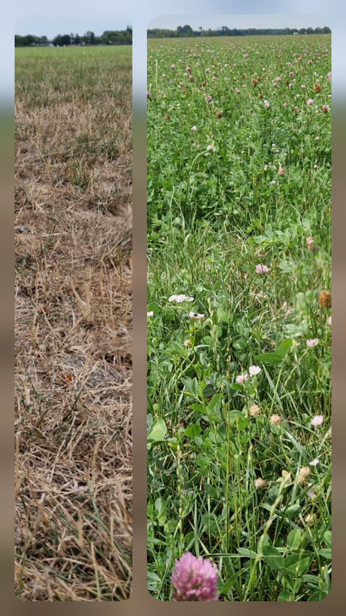 NielsvanPelt's tweet photo. Links waarschijnlijk Engels raaigras(droog), rechts een groenbemestermengsel met klaver enz(vol in bloei). Links vloog niks en rechts vloog een veld vol Icarusblauwtjes/Gele en Oranje Luzernevlinders,Dagpauwoog,Kleine Koolwitje,Hooibeestje,Koninginnenpages #wauw @AltenaNet https://t.co/iTbPHZUYor