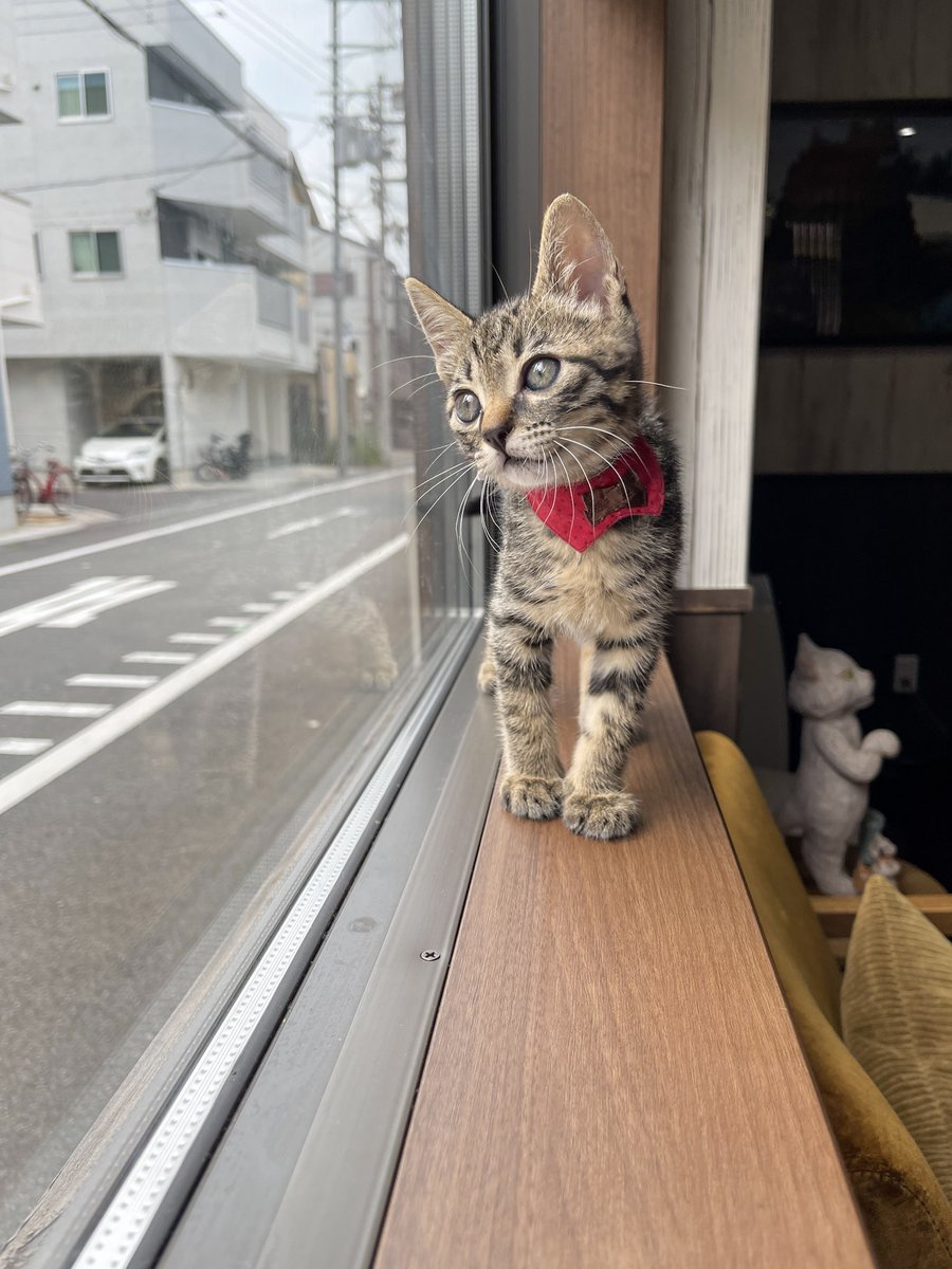 ねこ番長ページ 猫番長 (@nekobancho) / Posts / X