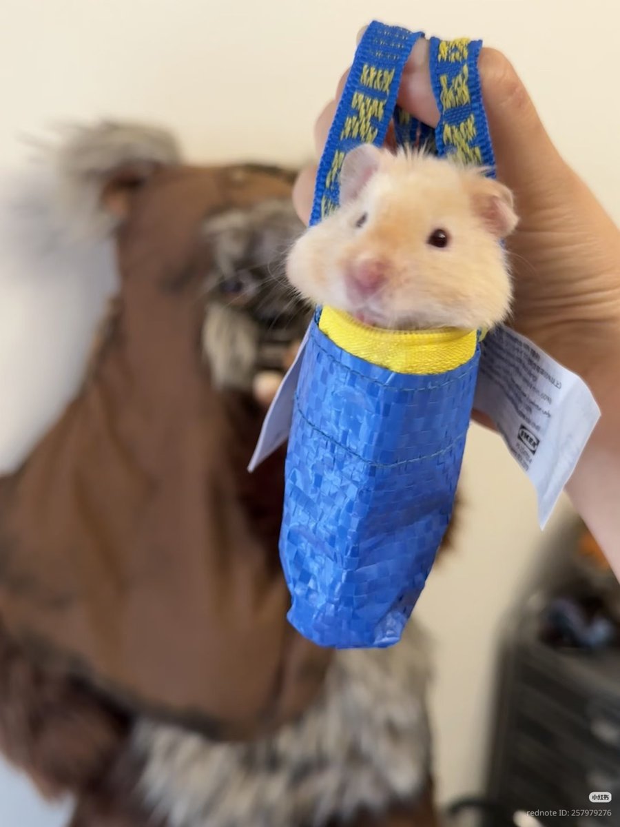 TweetsOfHamster's tweet photo. https://t.co/oDRqg2fLdW