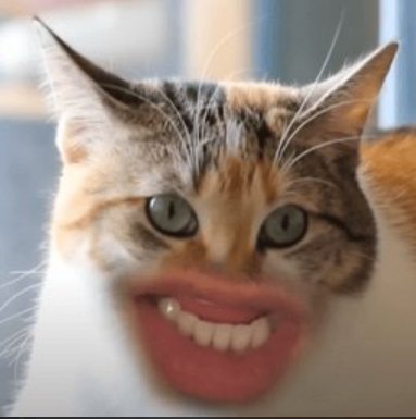 Oswaldaapp's tweet photo. 🪙 First Meow Meme ($MEOW) 
 └ 💊 #SOL (Pump @ 83%) | 1y | 👁️121

📊 Stats
 ├ USD   $0.0₄1437 (+215%)
 ├ MC    $14.4K
 ├ Vol   $16.6K
 ├ LP    $3.6K 
 ├ Sup   1B/1B
 ├ 1H    +215%  🅑152 Ⓢ94
 └ ATH   $16.9K (-15% / 4m) https://t.co/9yqLtpyRD8