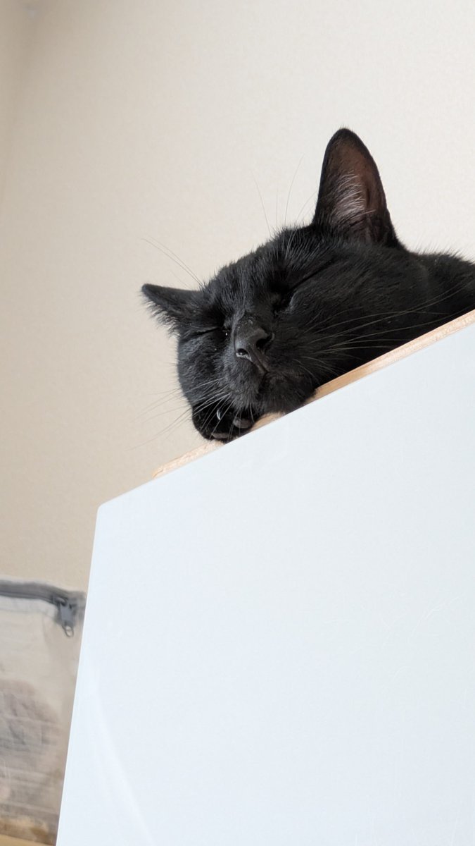 kuma_engine's tweet photo. #黒猫感謝の日 
昨日も今日も明日も
毎日ありがとう🐈‍⬛ https://t.co/VB2TWSktmc