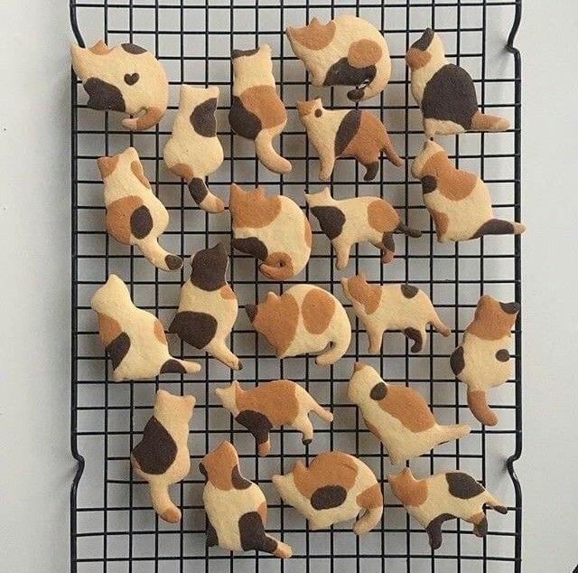 daily_dolce's tweet photo. Calico cat cookies! https://t.co/WfExZjIPBO
