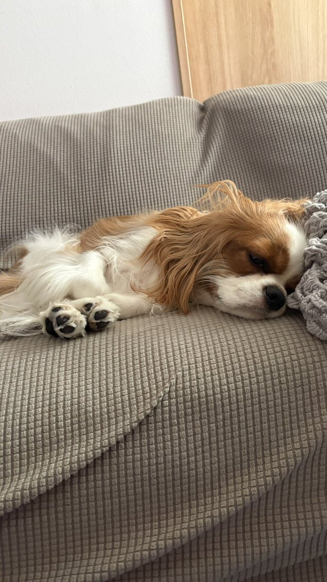 olive_cavalier's tweet photo. 犬が可愛い　は
もはや　頭痛が痛い　みたいな感じ https://t.co/puDhuvtDWk