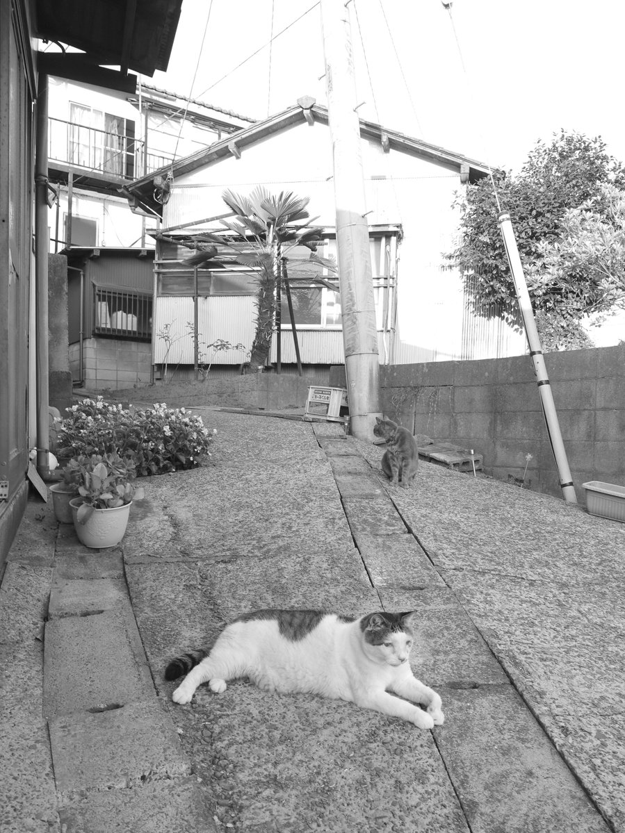 gmo_46's tweet photo. ネコさがし https://t.co/XAN8gl5yTa