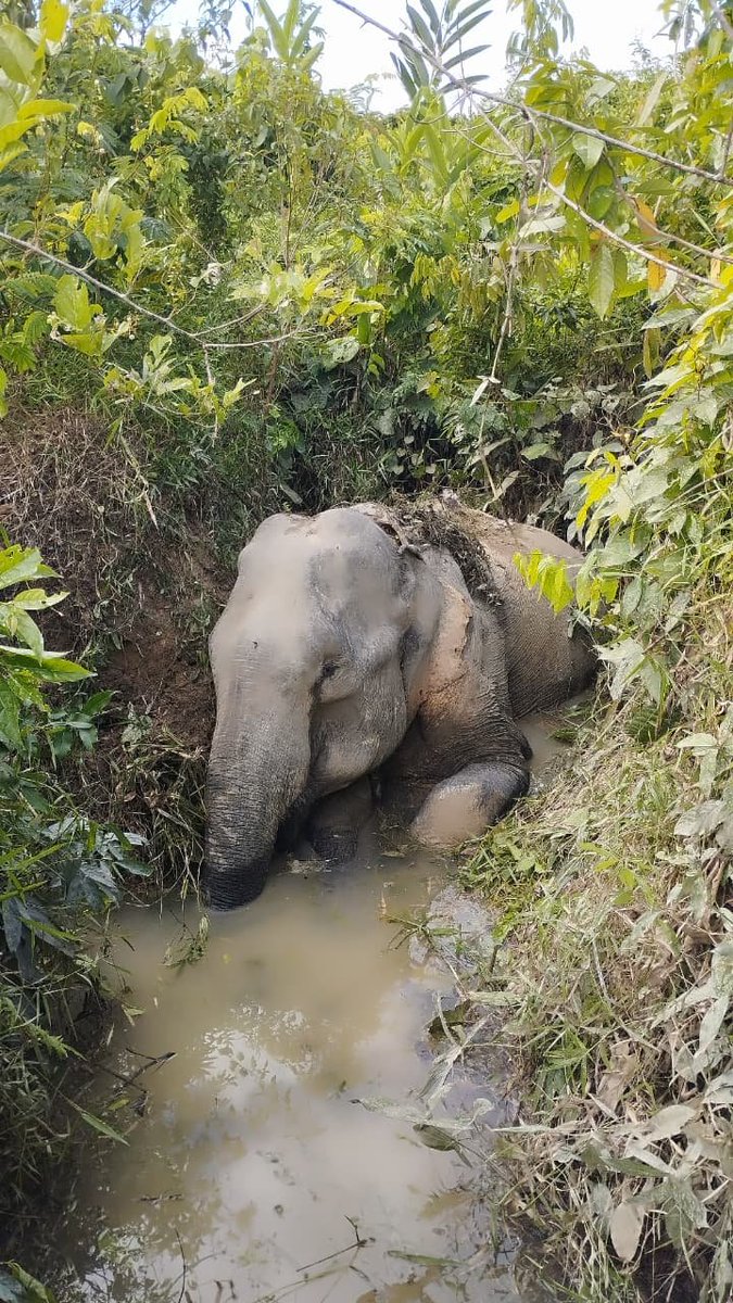 AssamElephant tweet picture