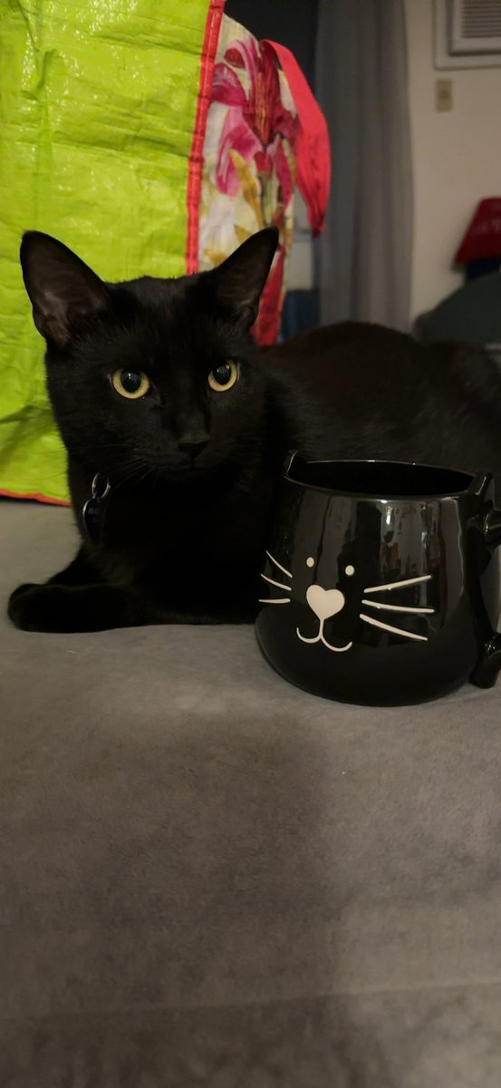 0kayjin's tweet photo. @PopBase the cutest void kitty https://t.co/A3LryQeaZP