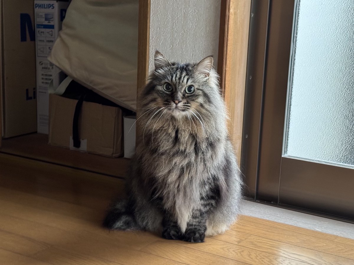 fallenleaves_2's tweet photo. 素��らしいねこち https://t.co/eUXdCLjSk2