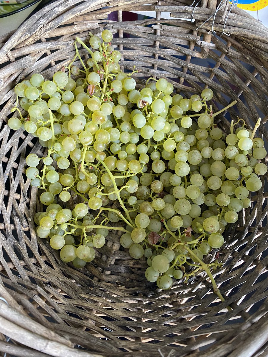 G27Marco's tweet photo. Première #vendange #maison au  #jardin ! Bravo au #jardinier #raisin excellent !! https://t.co/3apxK3GV3H