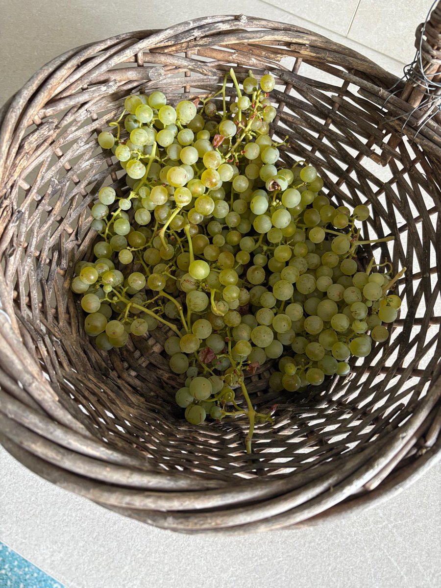 G27Marco's tweet photo. Première #vendange #maison au  #jardin ! Bravo au #jardinier #raisin excellent !! https://t.co/3apxK3GV3H