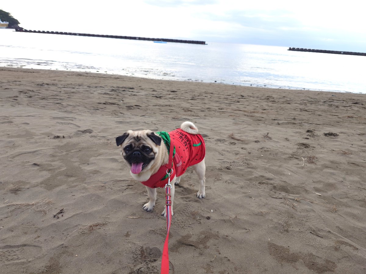 hinataDC5's tweet photo. パグ旅🐾西伊豆到着！
4歳にして初海辺🌊
波打ちぎわまでは行けたね！！ https://t.co/lZ4pL2KobH