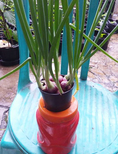 riyantorazak's tweet photo. Politik Brambang plus
--
 jdi begini ndoer  khlilaf kesalahan itu biasa ...

kupas b merah ; 700/ kg di baca- diucap salah 700 rb/ kg

la tinggal cara meresponnya yang beda2 

 ada yang phm dan mmklumi..

ada yang terus mengungkat - ungkit

brambang-- bawang2 sinten toembas ... https://t.co/8tx8bFckYB
