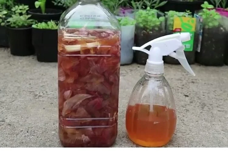 riyantorazak's tweet photo. Politik Brambang plus
--
 jdi begini ndoer  khlilaf kesalahan itu biasa ...

kupas b merah ; 700/ kg di baca- diucap salah 700 rb/ kg

la tinggal cara meresponnya yang beda2 

 ada yang phm dan mmklumi..

ada yang terus mengungkat - ungkit

brambang-- bawang2 sinten toembas ... https://t.co/8tx8bFckYB