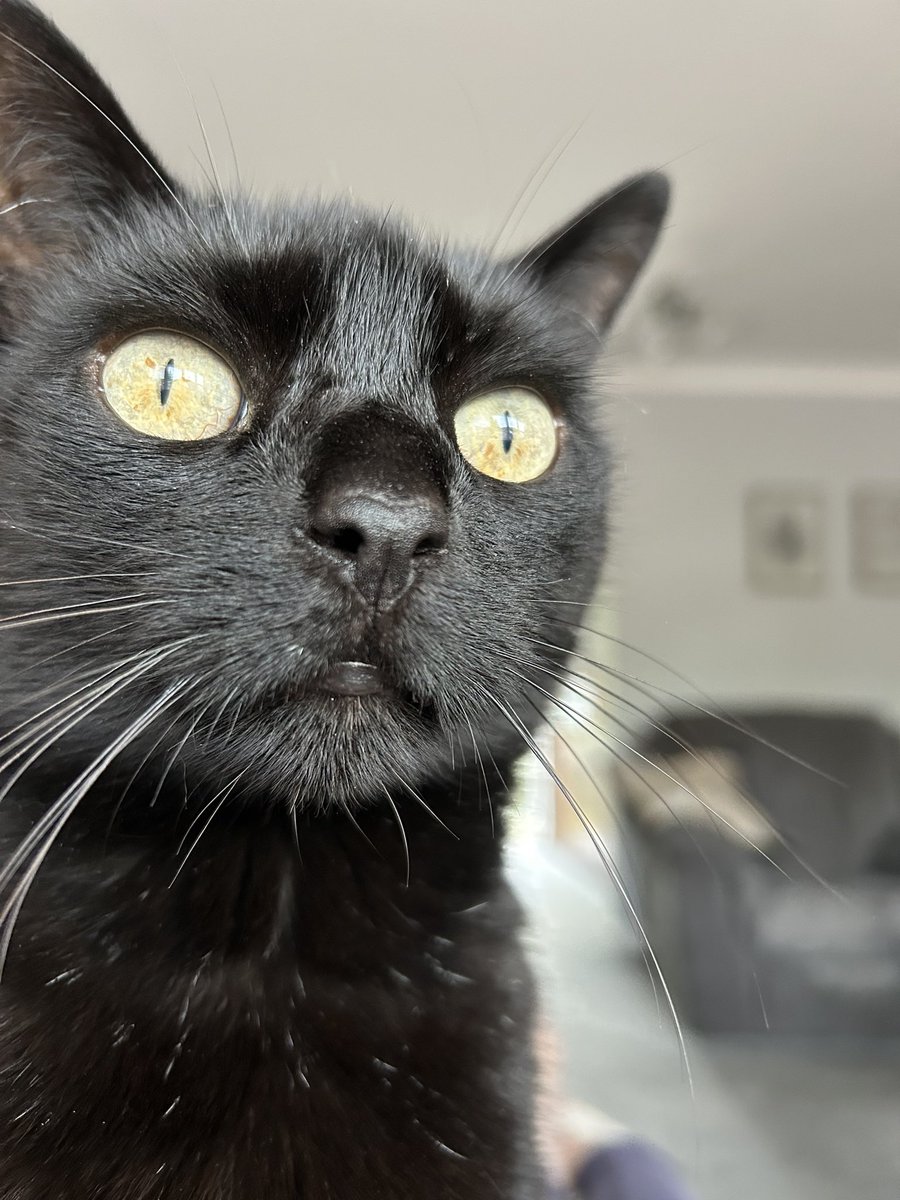 boona3366's tweet photo. @blackscats Dobbie says hi https://t.co/zFPrpOeiGN