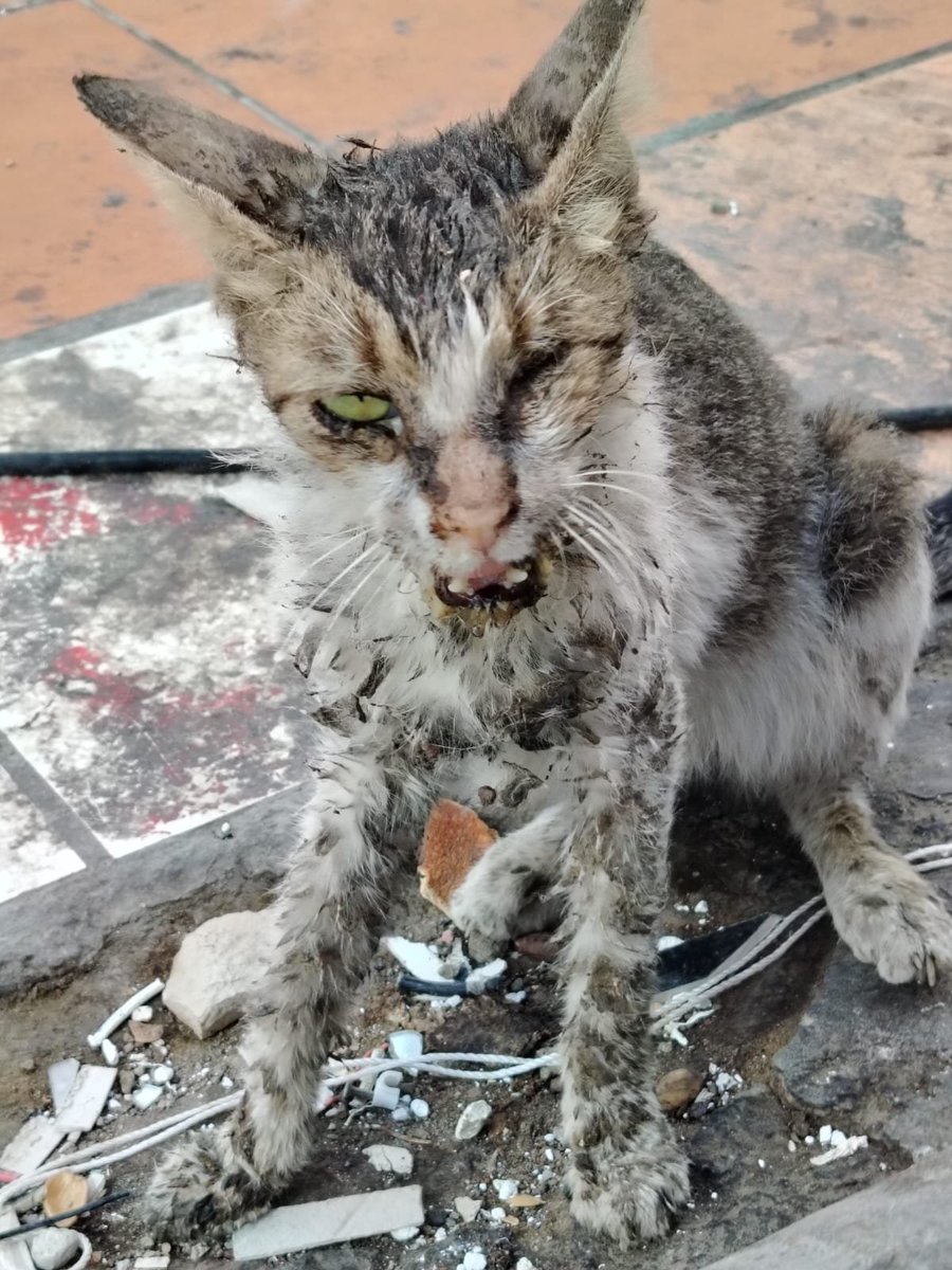 Animal_rescue0's tweet photo. #انقاذ #عاجل #جده القط أليف
قط بالشارع تعبان مره يصارع الموت تكفون احد يلحق عليه يعالجه لمن يتعافى تماما ويرجعه مكانه 
من لديه إستطاعه بعلاجه
ممكن اوصله له
0502622635 جده https://t.co/MIbZFCWrQO
