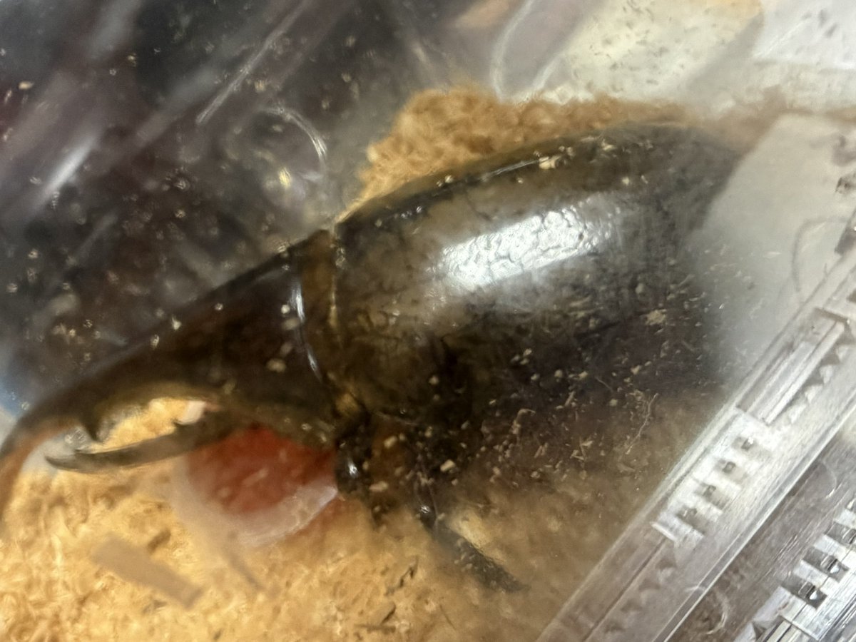 croM_Evo10's tweet photo. ヘラクレス♂1匹売れ残り😔 https://t.co/FEd5xPjXqo