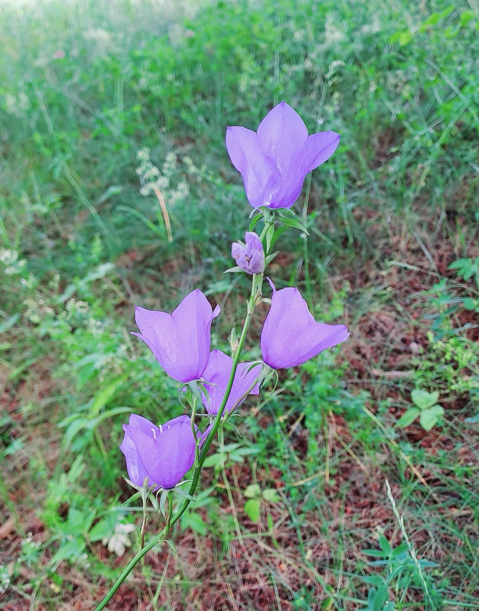 AlienMarseline's tweet photo. #summer #Flowers #nature https://t.co/lbsVFUit6j