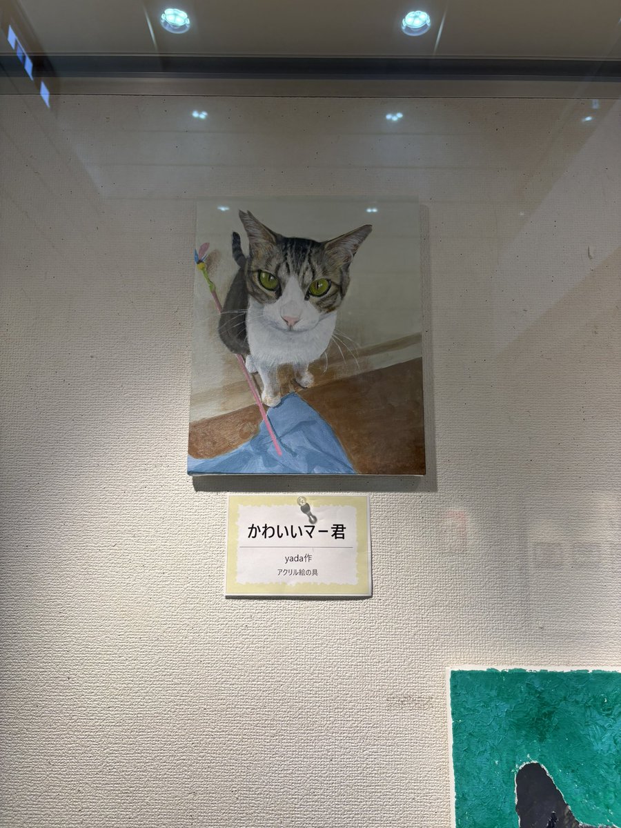nekonohigurashi's tweet photo. 他のワンちゃんの飼い主さんを見る目が優しくて泣けてくるくらいなのだけど、うちのマー君は目力強くて笑っちゃいます。

どうしてもマー君を紹介する時猫白血病が前に来るのだけど、マー君のかわいさをみてもらえたら。

現在猫のいないお家がよいので、猫初めての方大歓迎です。 https://t.co/CA4Rwl6XBv