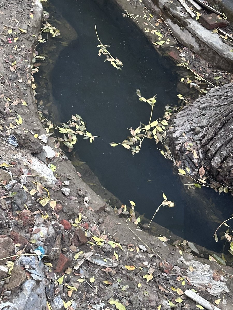 Mohit_NJ's tweet photo. @MCD_Delhi @gupta_rekha @CMODelhi @praveshwahi This is the condition of B3 Block, Janakpuri, New Delhi 110058, for the past one week, despite there being no recent rainfall.
Stagnant water has become a serious concern, with mosquito breeding at its peak.
@CMODelhi @gupta_rekha @PVermaBJP
@MCD_Delhi Pls take immediate action. https://t.co/cKEuE9uFTn
