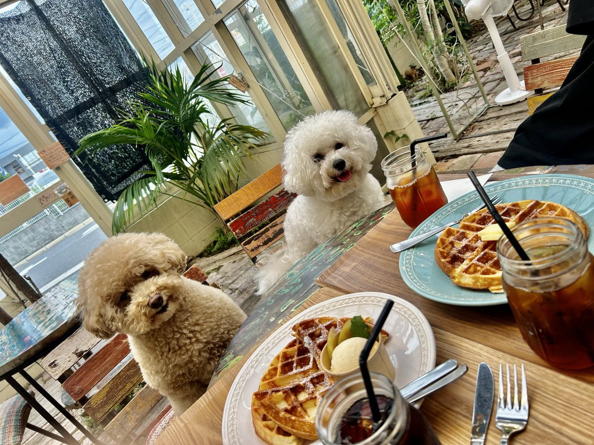 makko1027's tweet photo. 長女とお茶してきました🐾 https://t.co/Y3o2WBQhZl