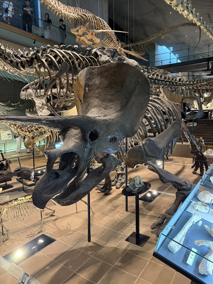 rin_hiryu3's tweet photo. トリケラトプスのおたく(私)大歓喜🙌🏻🦕💖 https://t.co/h9MkLV4icF