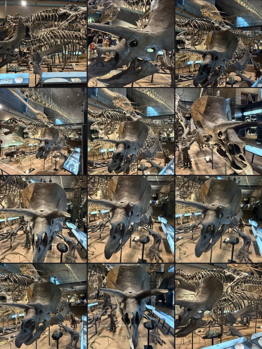 rin_hiryu3's tweet photo. トリケラトプスのおたく(私)大歓喜🙌🏻🦕💖 https://t.co/h9MkLV4icF