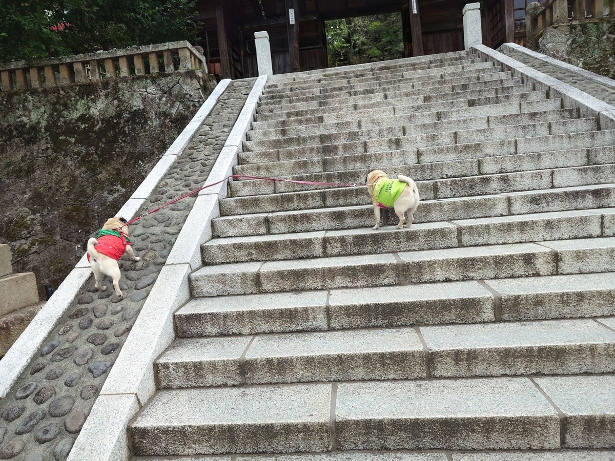 hinataDC5's tweet photo. パグ旅🐾修善寺✨
階段も軽々と登ってる😊
※飼い主は消しゴムマジックで消してます！ご安心を！！ https://t.co/5x8CXEThEK