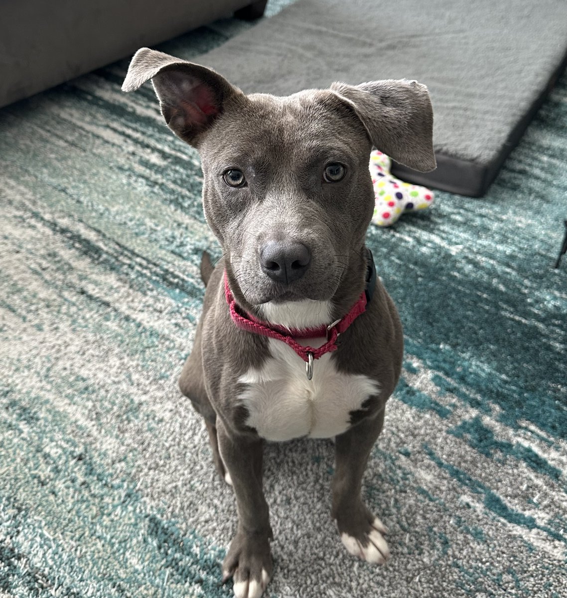 DavidNeiszPHL's tweet photo. Added a new rescue member to the pack this weekend
Meet Slay
@bigplay24slay 
Blessed Stray Slay 
#AdoptDontShop https://t.co/RXev6EE53E
