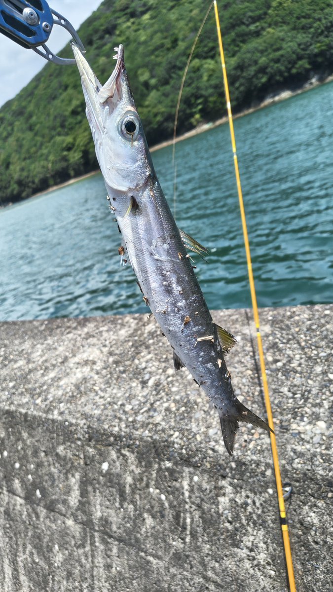216Tsubasa's tweet photo. 人より魚の方が構ってくれる夏休みでした https://t.co/qrtvsF7mRH