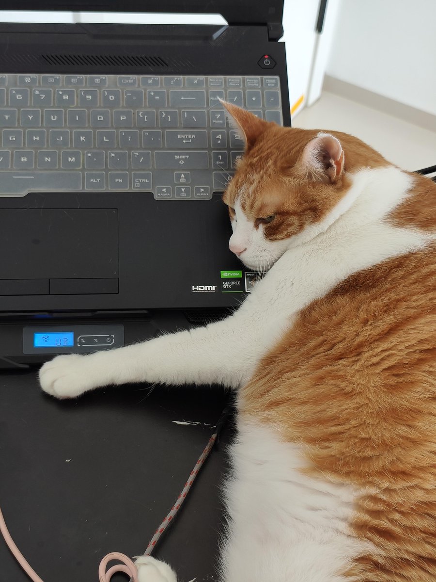 MMoulliac's tweet photo. Just finished 10 tasks in 2 mins, now it’s time for a 5-minute desk cat nap https://t.co/zshM9pWxTb