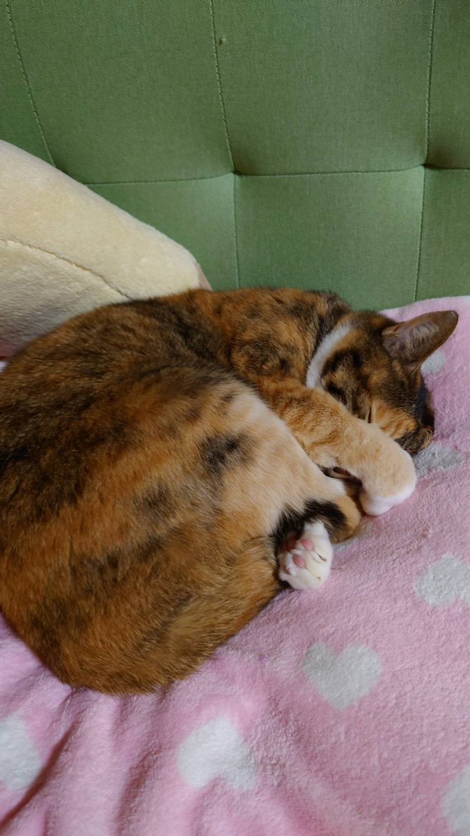 privateeye_pet's tweet photo. 【迷子猫を探しています‼️】

栃木県真岡市熊倉にて

8月16日から行方不明になりました💦

目撃した方はリプライやDMをいただけますと幸いです🙇‍♂️

名前：ポンズ
性別：メス（避妊済）
年齢：10歳
特徴：カギしっぽ
　　　赤い首輪を着用
　　　靴下を履いているような手足

#迷子猫 #猫 #迷い猫 #栃木県 #真岡市 #新屋 #拡散希望 #迷子ペットを守りたい